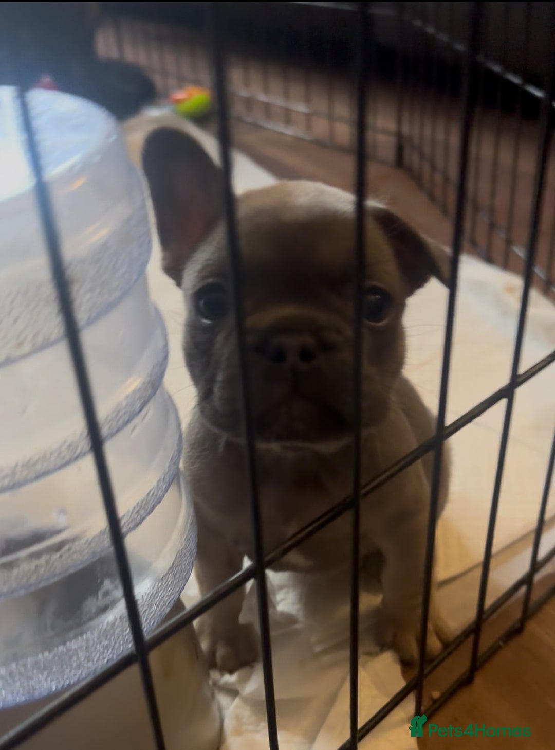 Mixed Breed dogs for sale: 2 Beautiful female Frenchie/Staffie pups  - Image 2
