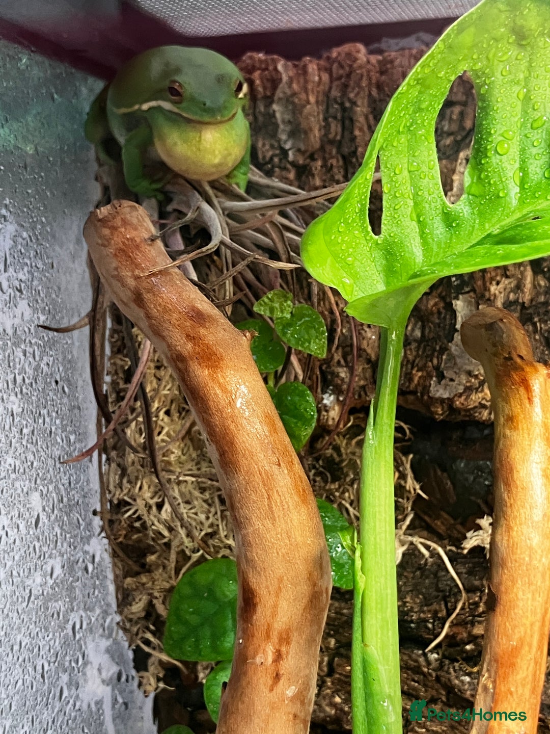 Frog reptiles for sale: Green anole & Green Tree frog & ecosystem! - Image 2