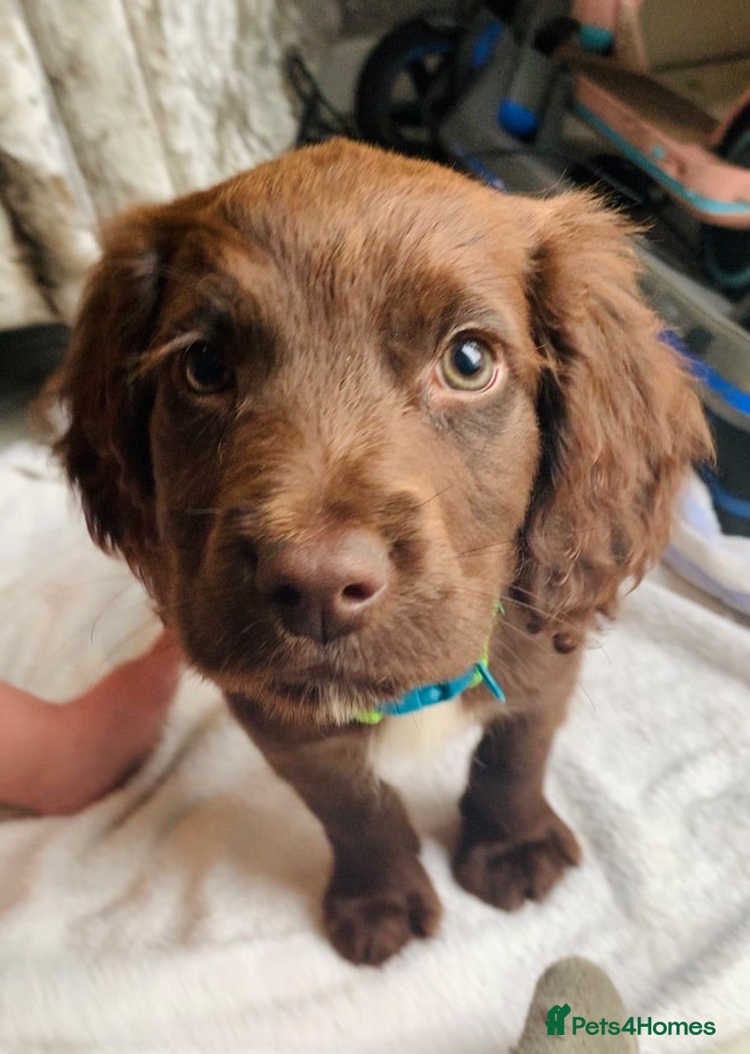 Sprocker dogs Sprocker puppies  - Advert 1