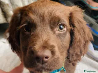 Sprocker dogs Sprocker puppies - Advert 1