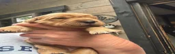 Golden Retriever dogs for sale: Golden Retriever puppies for sale in Northwich - Advert 6