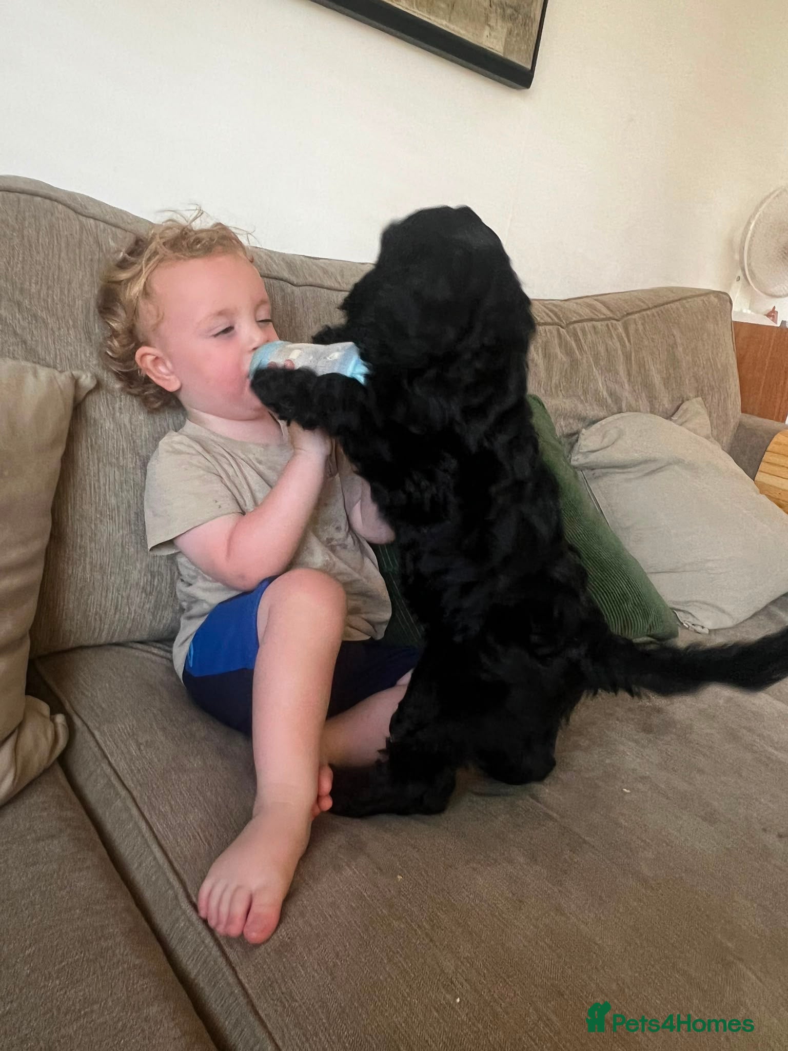 Cockapoo dogs 🩷💙 Adorable cockapoo pups 🐶  - Advert 1