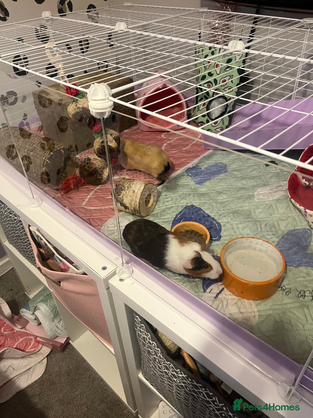 Guinea Pig rodents for sale: Two female Guinea pigs. With cage and accessories  - Advert 3