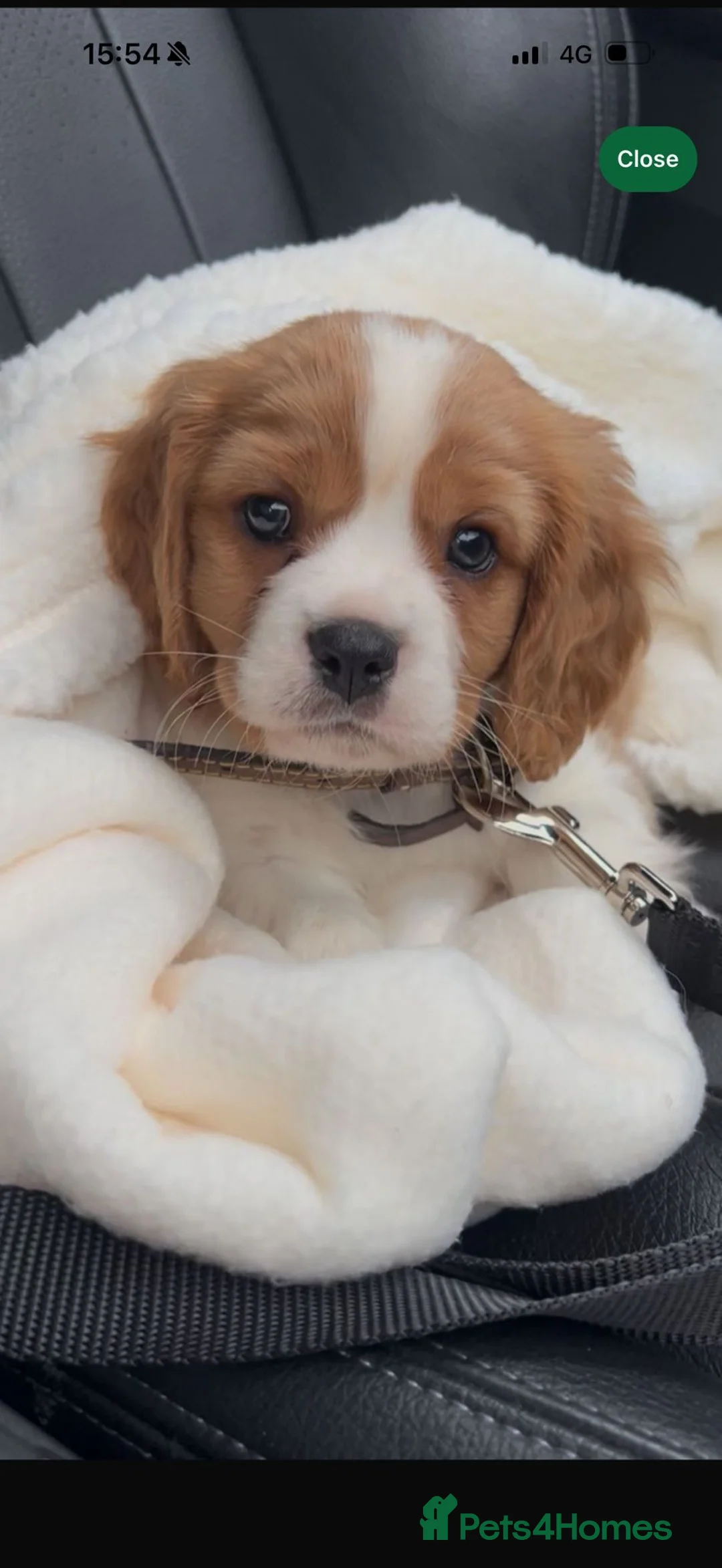 Cavalier King Charles Spaniel dogs for sale: Cavalier King Charles  - Advert 4