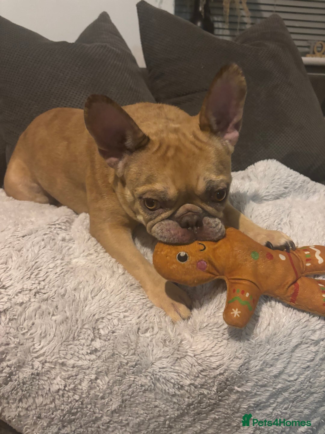 French Bulldog dogs for sale: French bulldog Luna 3 years old  - Advert 3