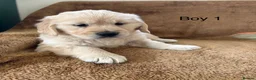 Golden Retriever dogs for sale: Golden Retriever puppies - Advert 17