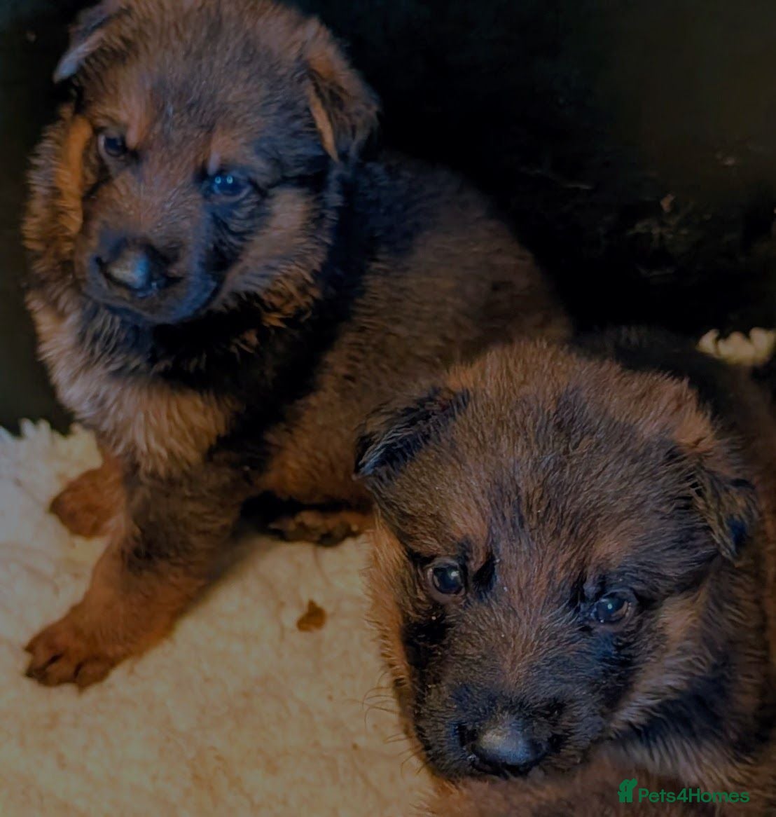 German Shepherd dogs K.C. reg GSD pups - Advert 1