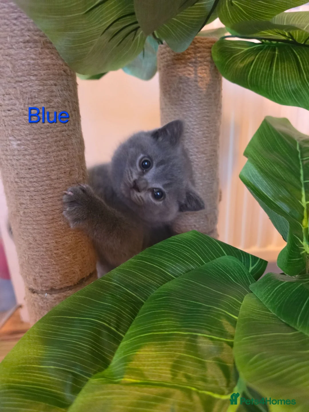 British Shorthair cats for sale: GCCF British Shorthair kittens in Southampton - Advert 22