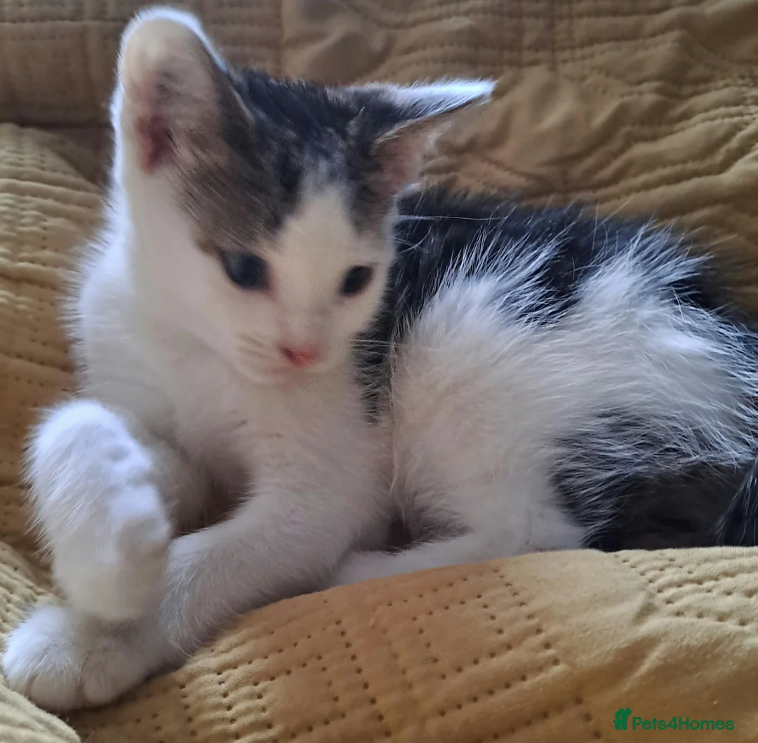 Mixed Breed cats for sale: Due to time wasters  - Advert 3