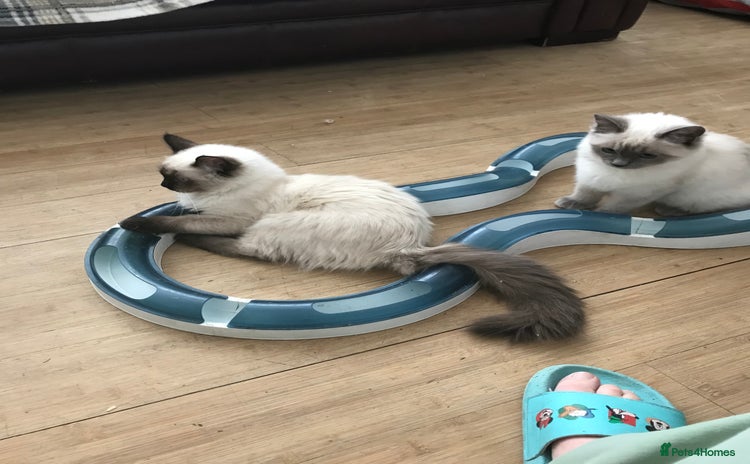 Ragdoll cats - Advert 11