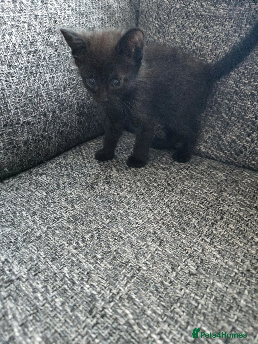 Mixed Breed cats for sale: Cross breed kittens in Maidstone - Advert 5
