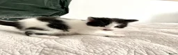 Domestic Shorthair cats for sale: Beautiful kittens ready in 5 weeks - Advert 31