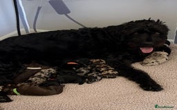 Labradoodle dogs for sale: 10 F1b labradoodles  - Image 1
