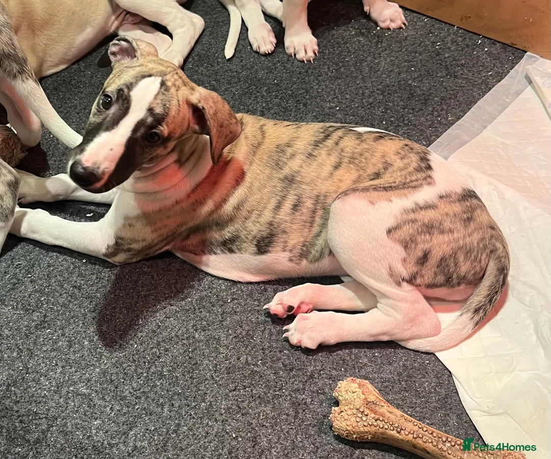 Whippet dogs for sale: KC REGISTERED Whippet puppies for Sale - Advert 9