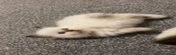 Ragdoll cats for sale: 5 Purebred Ragdoll Kittens in Keith - Advert 4