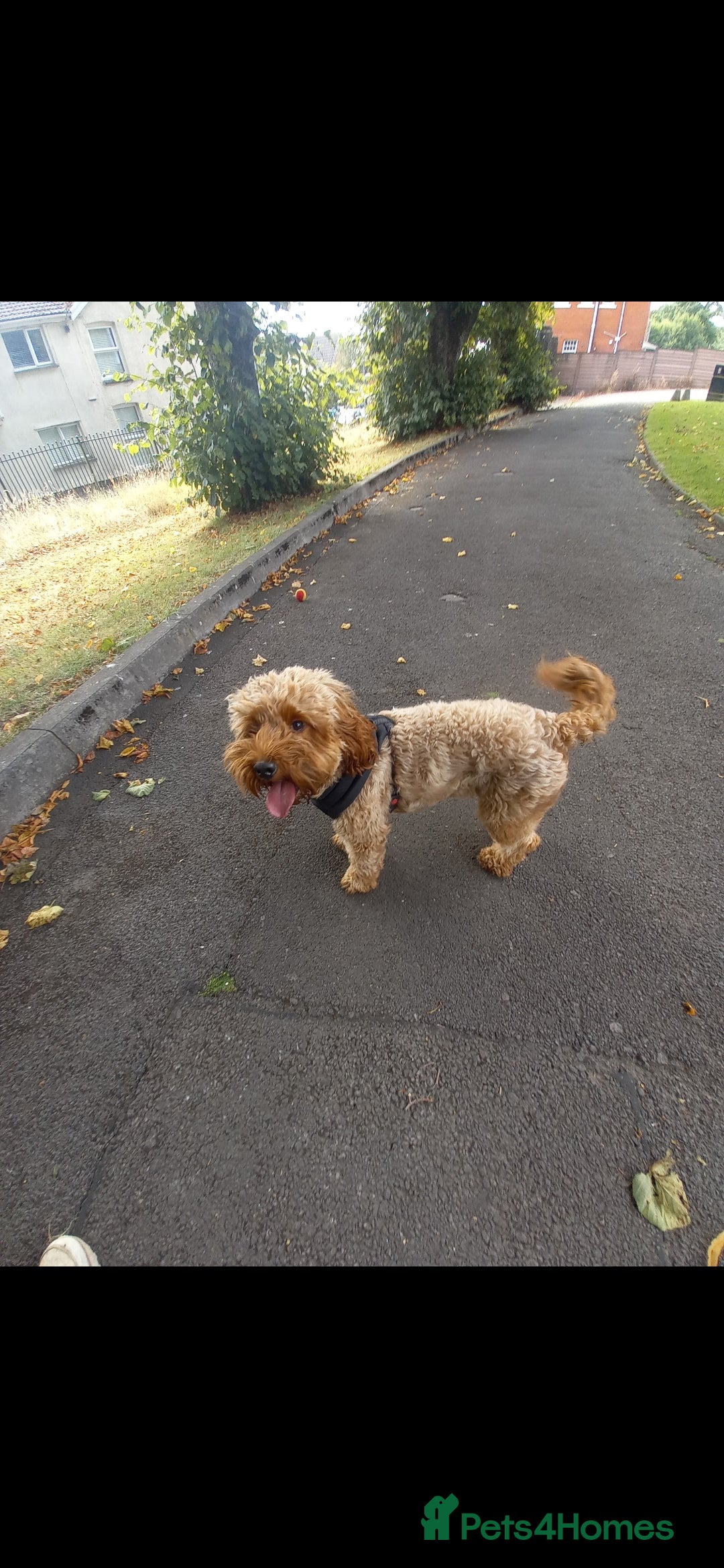 Cockapoo dogs for sale: F2 Cockapoo - Advert 11