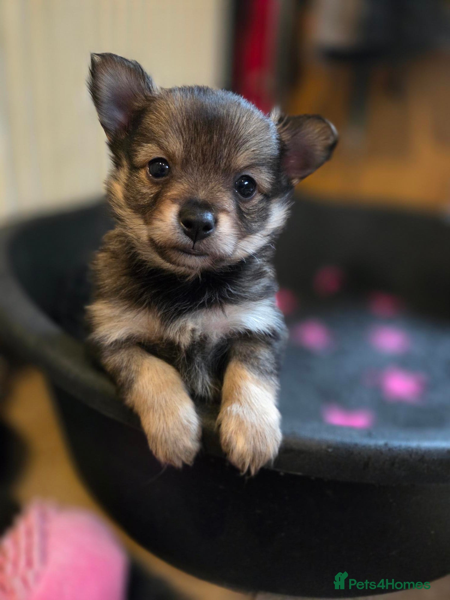 Mixed Breed dogs Beautiful family looking for their forever homes - Advert 13