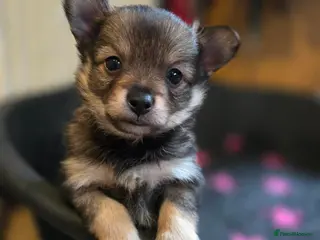 Mixed Breed dogs Beautiful family looking for their forever homes - Advert 13