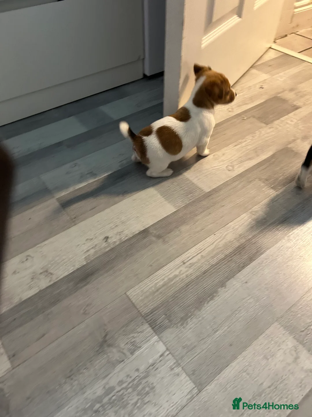 Jack Russell dogs for sale: Beautiful miniature Jack Russell‘s - Advert 1