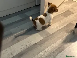 Jack Russell dogs Beautiful miniature Jack Russell‘s - Advert 1