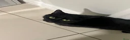 Domestic Shorthair cats for sale: Muffin  in Wolverhampton - Advert 2