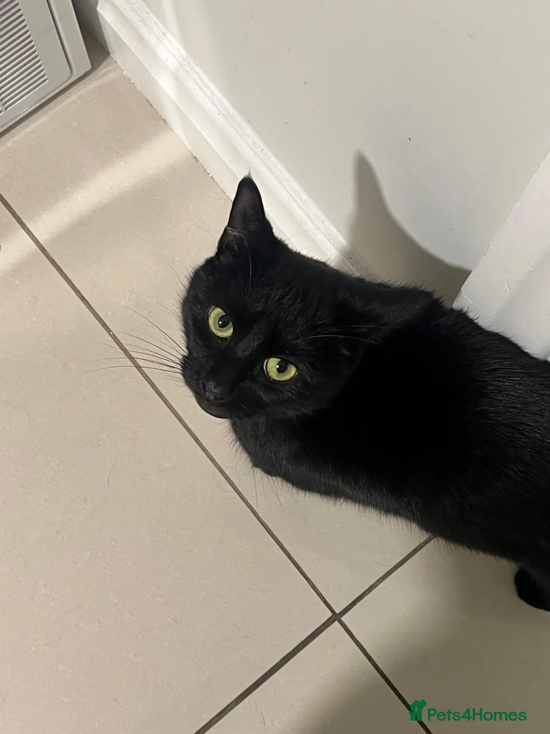 Domestic Shorthair cats for sale: Muffin  in Wolverhampton - Advert 2