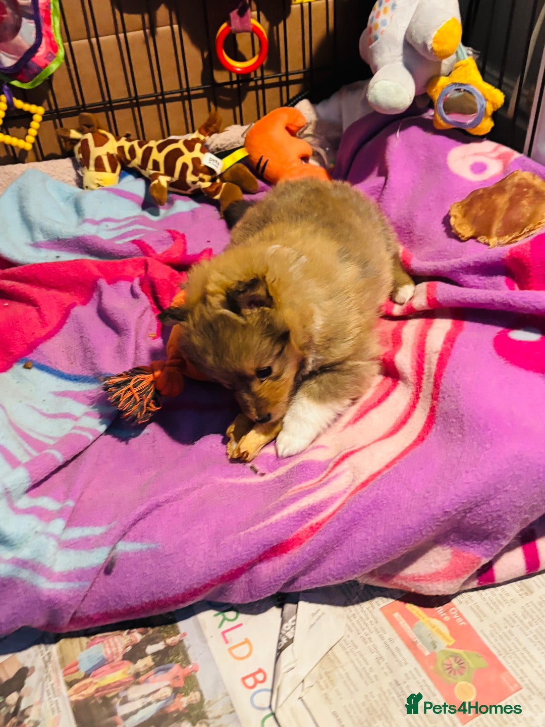 Shetland Sheepdog dogs for sale: Pretty Shetland sheepdog girl puppy  - Advert 4