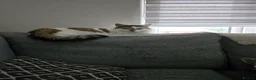 Mixed Breed cats for sale: 2 cats for re-homeing  in Manchester - Advert 4