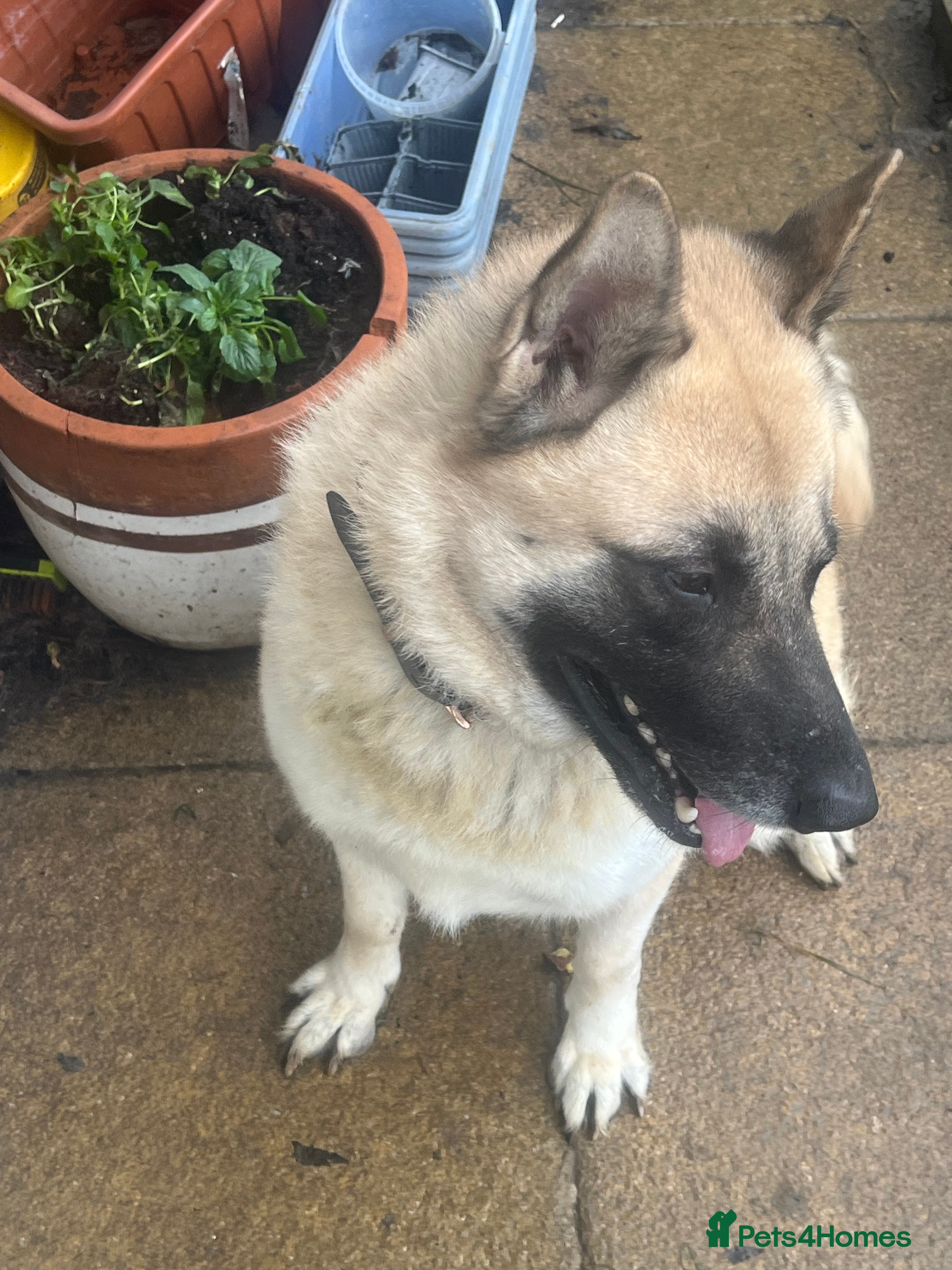 Mixed Breed dogs Loving home needed for a kind schepkita boy - Advert 9