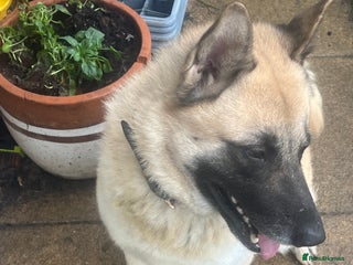 Mixed Breed dogs Loving home needed for a kind schepkita boy - Advert 1