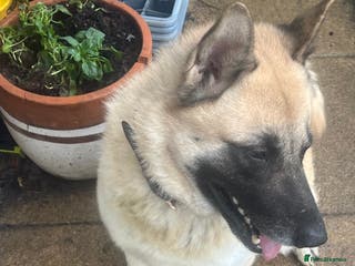 Mixed Breed dogs Loving home needed for a kind schepkita boy - Advert 19