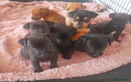 Mixed Breed dogs for sale: Lakeland x  - Image 1