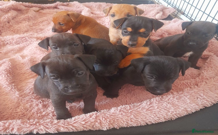 Mixed Breed dogs - Advert 16