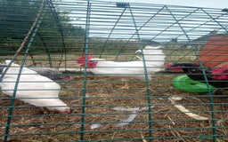 Chickens poultry for sale: x2 White star Cockerels - Image 3