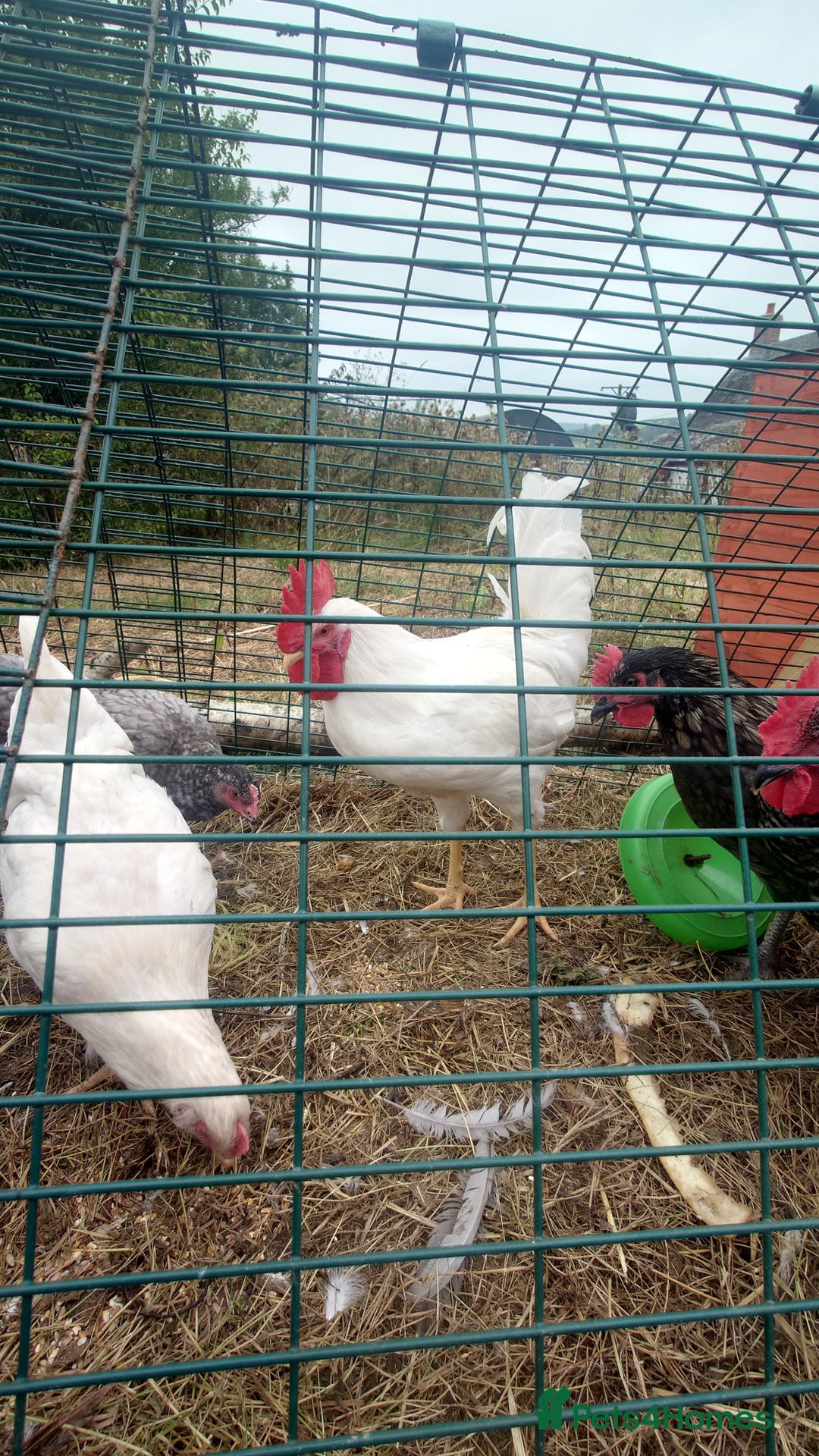 Chickens poultry for sale: x2 White star Cockerels - Image 3