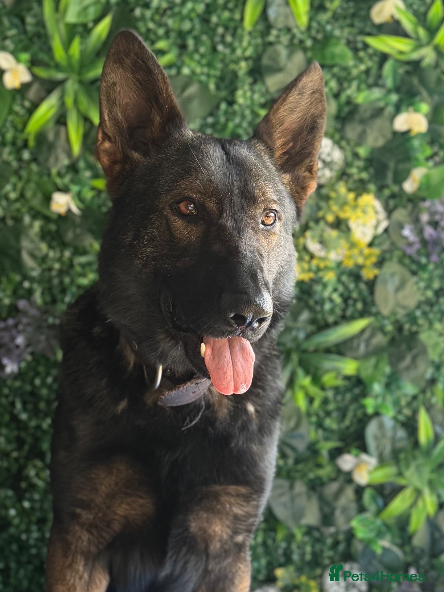 German Shepherd dogs ALFIE – THE ULTIMATE FAMILY PROTECTOR - Advert 6