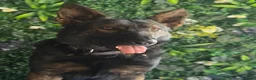German Shepherd dogs for sale: ALFIE – THE ULTIMATE FAMILY PROTECTOR - Advert 1