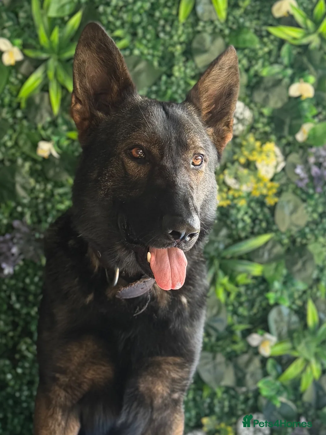 German Shepherd dogs for sale: ALFIE – THE ULTIMATE FAMILY PROTECTOR - Advert 1