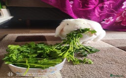 Dwarf Lop rabbits for sale: Looking for a New Home for Rosie (Spayed Rabbit) - Advert 6