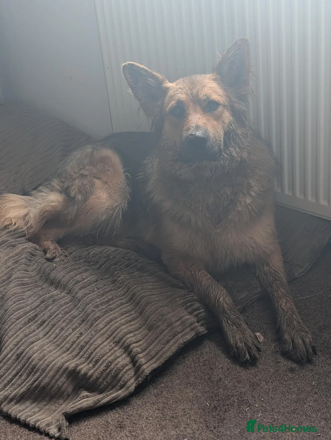 German Shepherd dogs for sale: Beautiful 8 German shepherd puppies - Advert 1