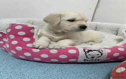 Golden Retriever dogs for sale: Gorgeous KC reg Golden Retriever Puppies - Image 24