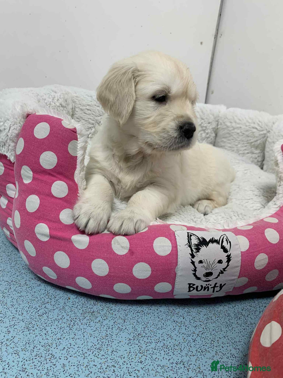 Golden Retriever dogs for sale: Gorgeous KC reg Golden Retriever Puppies - Image 24
