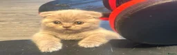 British Shorthair cats for sale: British short hair fold  - Advert 9