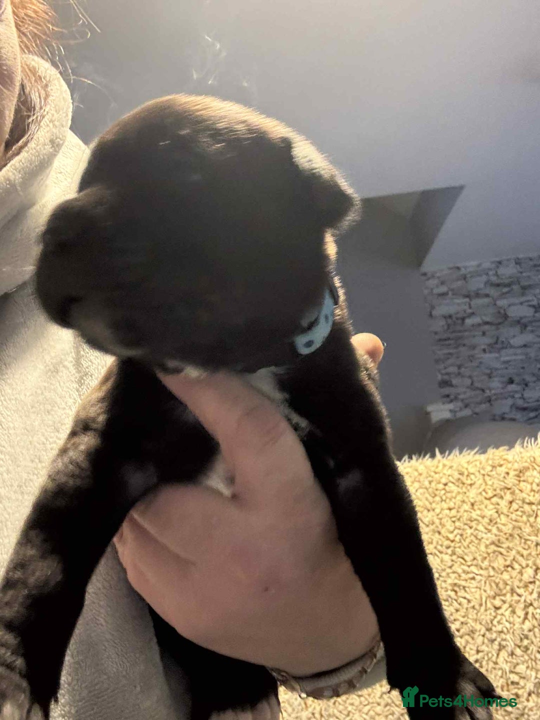 Mixed Breed dogs for sale: Cane corso puppys - Advert 14