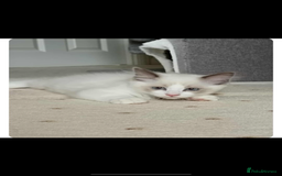 Ragdoll cats for sale: Gorgeous kitten Ragdoll  - Image 3