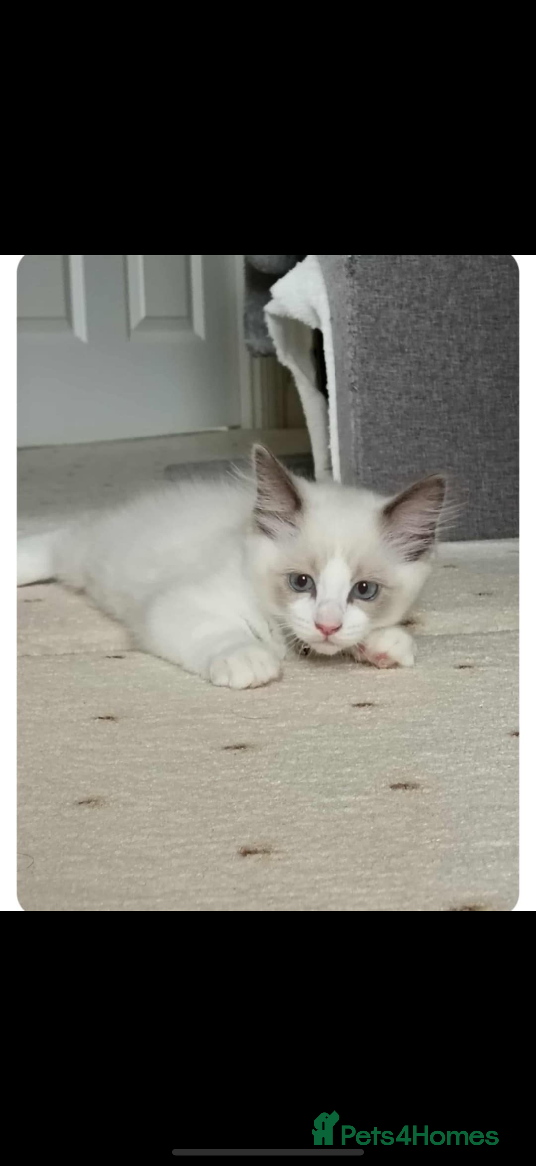 Ragdoll cats for sale: Gorgeous kitten Ragdoll  - Image 3