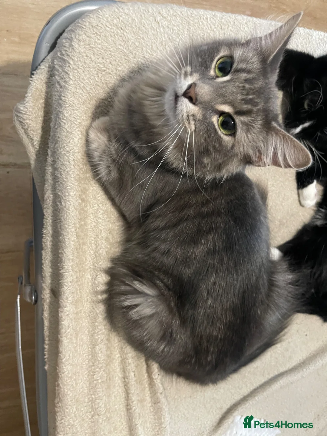Mixed Breed cats for sale: A litter of 4 fluffy loving boys in London - Advert 1