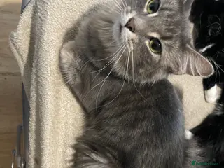 Mixed Breed cats Urgent home needed - Advert 5
