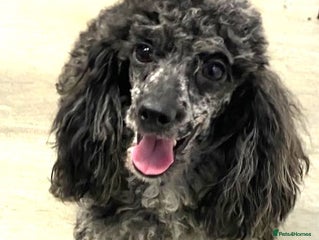 Toy Poodle dogs in Sandwich - Advert 5