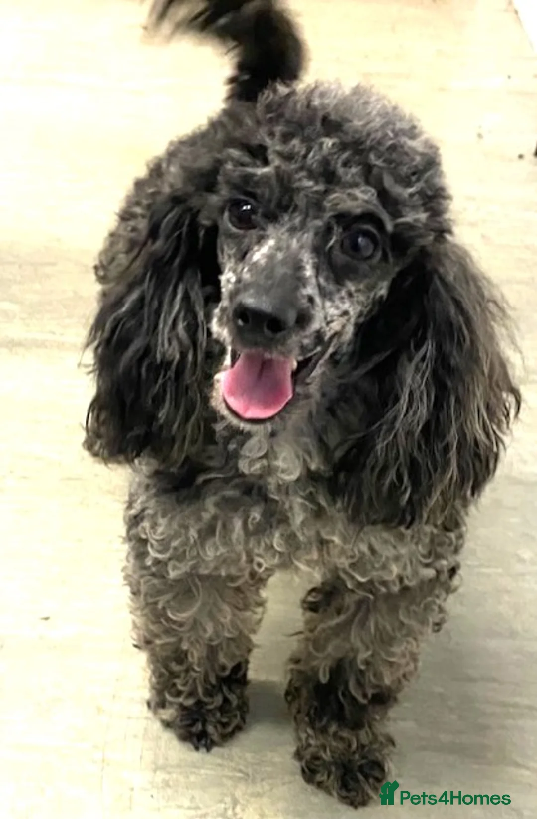 Toy Poodle dogs for stud: Toy poodle at stud. Blue merle. in Sandwich - Advert 1